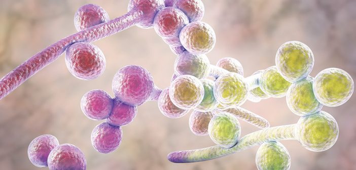 Vulvovaginite candidosique récidivante, diabète et inhibiteurs du cotransporteur sodium-glucose de type 2